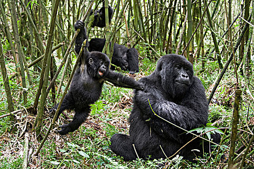山地大猩猩,大猩猩,母亲,2岁,幼仔,玩,竹林,国家,卢旺达