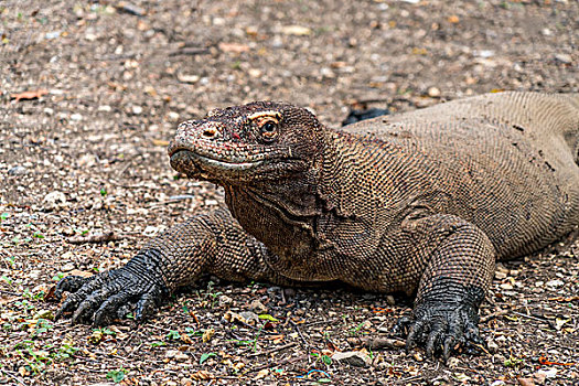 科摩多巨蜥,监控,科莫多国家公园,林卡岛,岛屿,印度尼西亚,亚洲