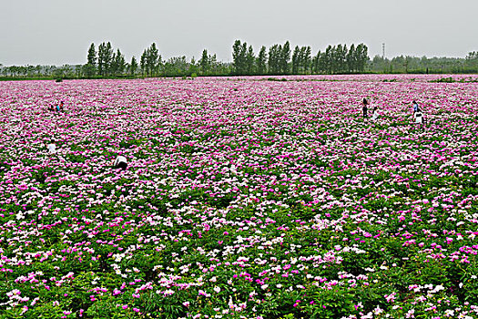 芍药花,花卉,花海