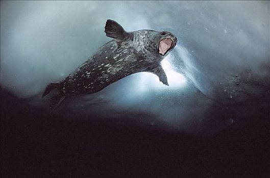 威德尔海豹,韦德尔氏海豹,展示,强势,潜水,靠近,呼吸,洞,南极