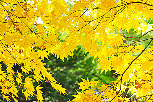 北海道,大学,植物园