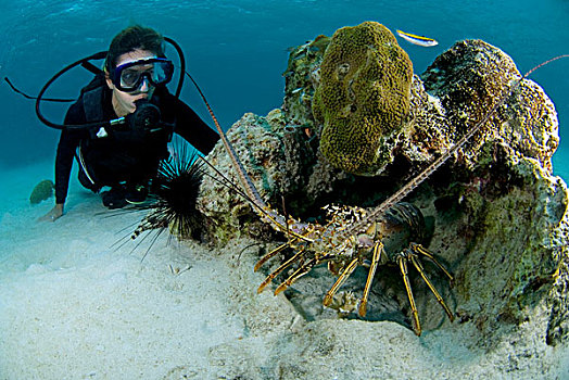 潜水,看,加勒比,大螯虾,荷属安的列斯