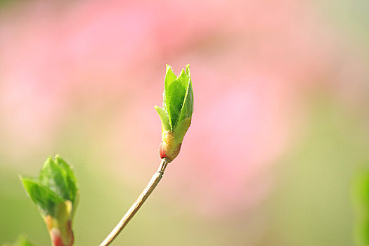 杜鹃花