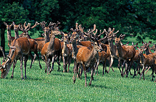 赤鹿,鹿属,鹿,雄性,雌性,法国