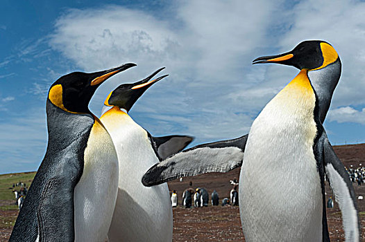 帝企鹅,争执,港口,福克兰群岛,南美