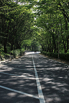 树林,道路