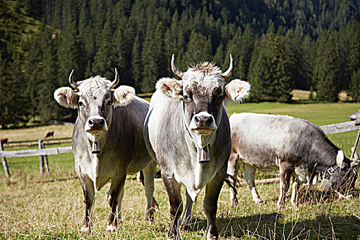 头像,母牛,穿,牛铃,山谷,埃尔瓦尔德,提洛尔,奥地利