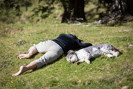 远足,狗,休息,一起,草地,上陶恩山国家公园,萨尔茨堡,奥地利