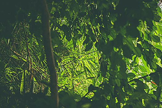 雨林,绿色,植物,植被,白天