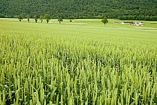 麦田