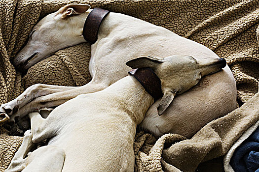 两个,灰狗,狗,睡觉,一起,床