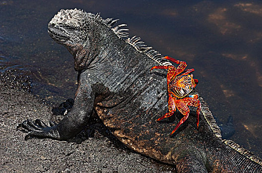 海鬣蜥,细纹方蟹,方蟹,费尔南迪纳岛,加拉帕戈斯群岛,厄瓜多尔