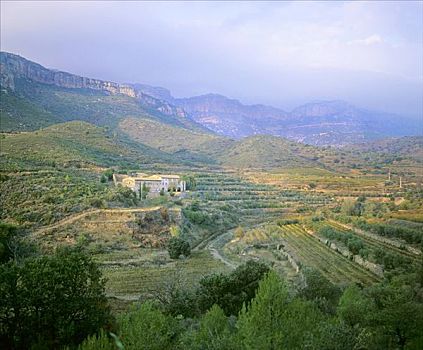 葡萄种植,靠近,西班牙