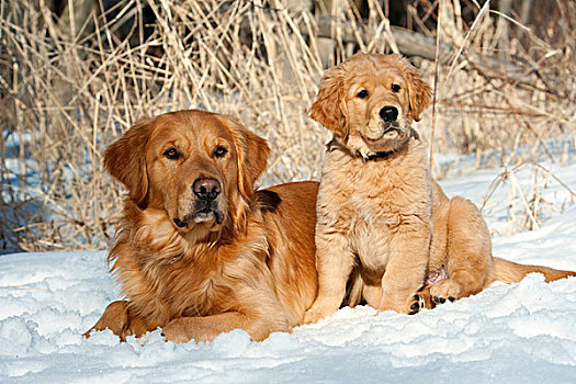 金毛猎犬,狗,小狗,雪中