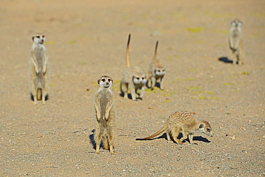 猫鼬,细尾獴属,靠近,基特曼斯胡普,区域,纳米比亚,非洲