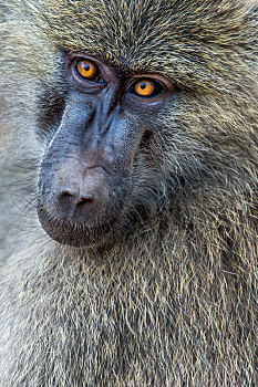 头部特写,狒狒,塔兰吉雷国家公园,坦桑尼亚