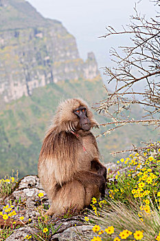 狮尾狒,埃塞俄比亚