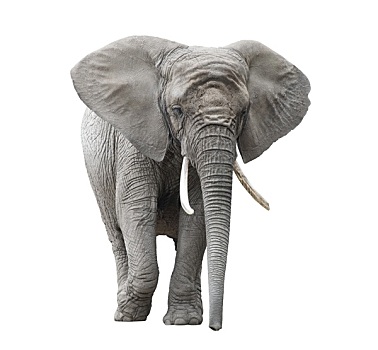 非洲象,隔绝,白色背景,裁剪,小路
