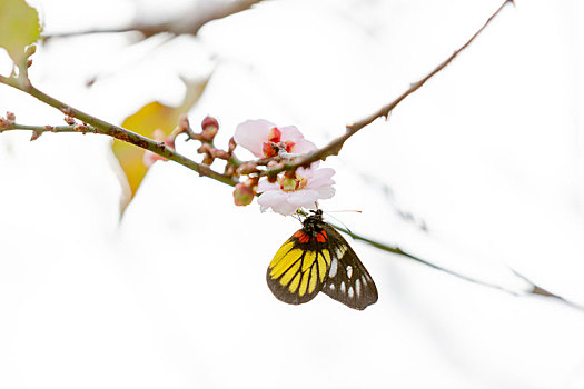 报喜斑粉蝶伸出长嘴吸食梅花花蜜,摄于大寒,腊八重合当天,深圳