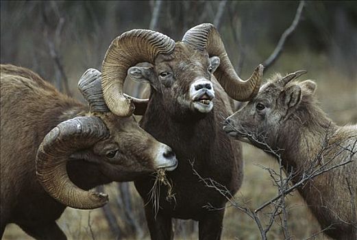 大角羊,雌性,落基山脉,北美