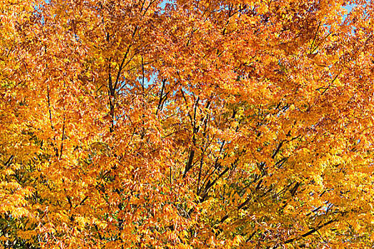 树,鲜明,秋天,白天