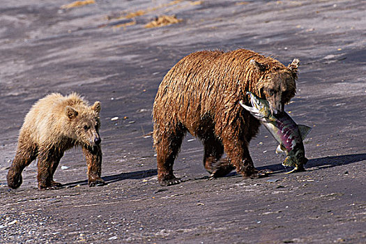美国,阿拉斯加,湾,棕熊