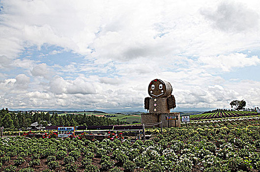 日本北海道富良野富田农场风光