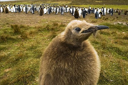 帝企鹅,幼禽,靠近,生物群,自愿角,东福克兰,岛屿,福克兰群岛