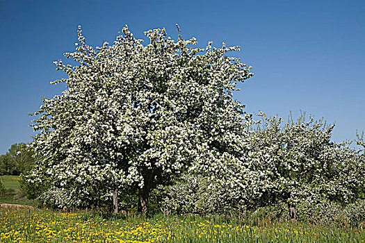 盛开,苹果树,草地,萨克森,德国,欧洲