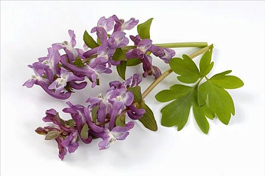 花,紫堇属