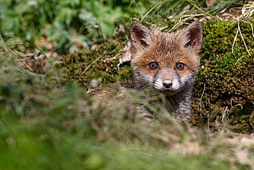 红狐,狐属,小动物,向外看,洞穴,巴登符腾堡,德国,欧洲