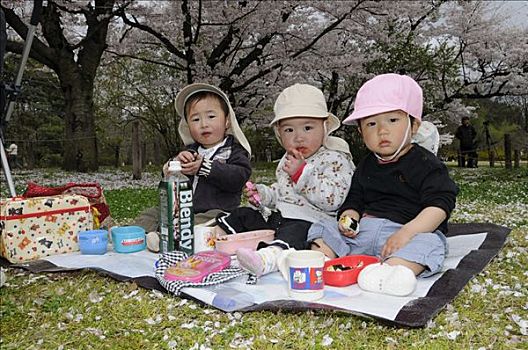 日本人,幼儿,吃,樱花,喜庆,植物园,京都,日本,亚洲