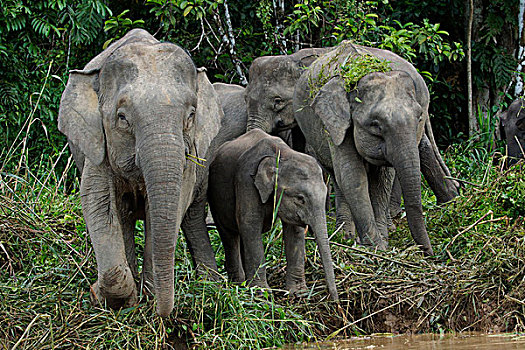 婆罗洲,俾格米人,大象,象属,京那巴丹岸河,马来西亚