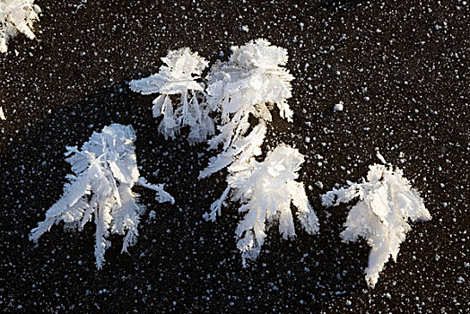 霜,羽毛,湖,酷风,安克里奇,阿拉斯加,美国