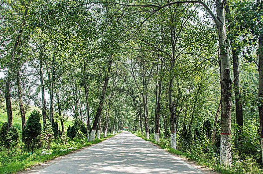 夏天的小路和行道树