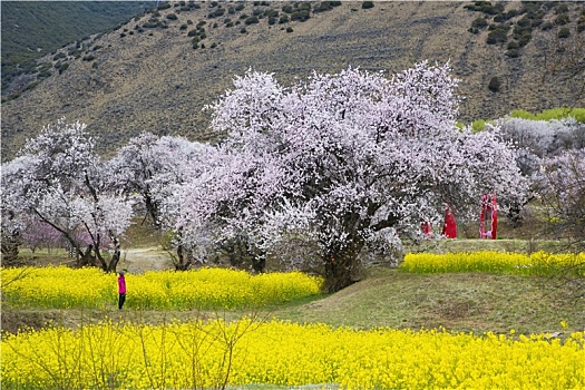 油菜花海桃花谷