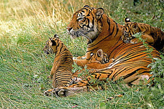 苏门答腊虎,雌性,幼兽,卧,草地