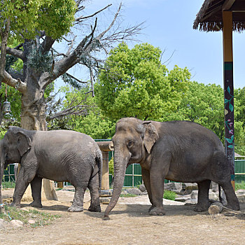 动物园的大象