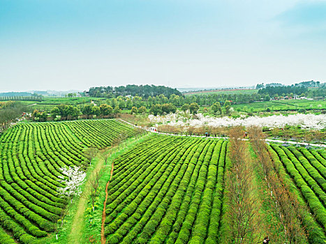 俯瞰南昌县凤凰沟景区的茶园