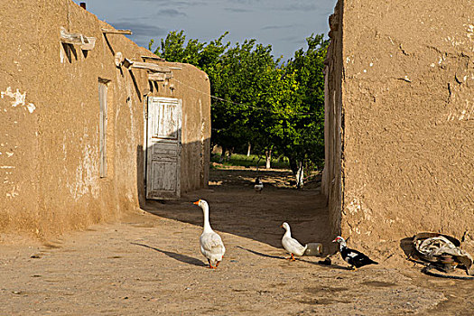 乌兹别克斯坦村庄