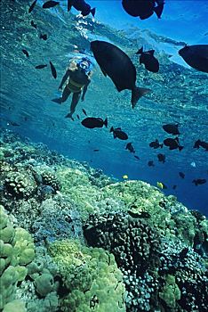 夏威夷,夏威夷大岛,湾,水下呼吸管,礁石