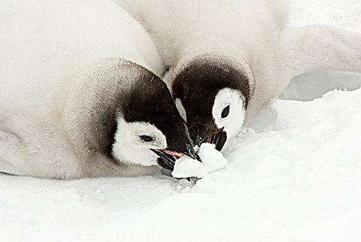 帝企鹅,幼禽,吃,雪,雪丘岛,南极半岛