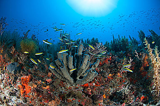 水下视角,鱼,游动,北方,礁石,尤卡坦半岛,墨西哥