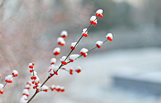 黑龙江大庆市--傲雪红果别样美