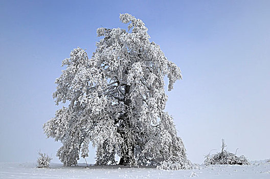 橡树,遮盖,粗厚,白霜,霜,生物圈,巴登符腾堡,德国,欧洲