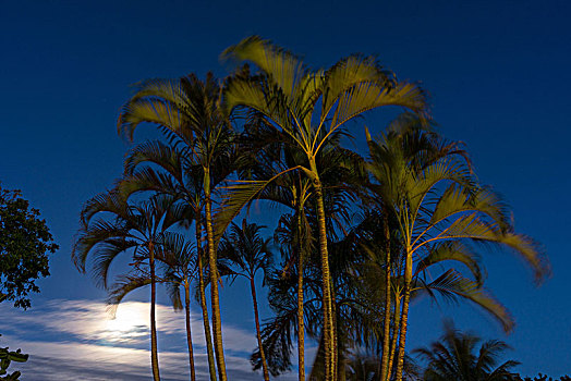 古巴,巴拉德罗,半岛,棕榈树,夜晚