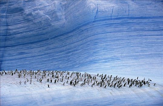 南极,斯科舍海,帽带企鹅,南极企鹅,冰山