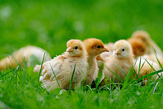 小鸡,在草,巴伐利亚,德国