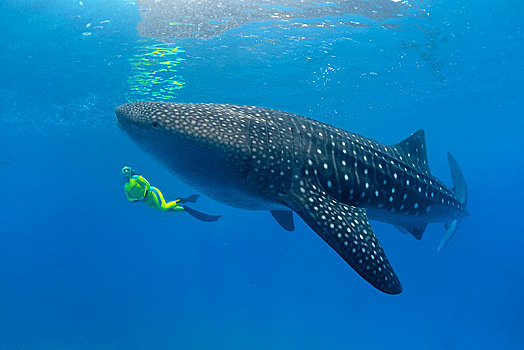 水下呼吸管,鲸鲨,鱼,世界,阿里环礁,马尔代夫,亚洲