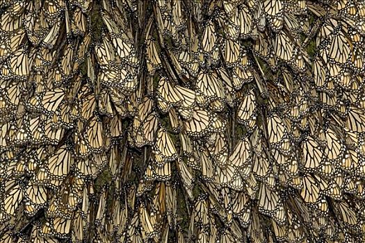 帝王蝴蝶,蝴蝶,翼,生物群,米却阿肯州,墨西哥